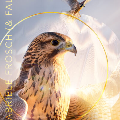 Schwingungsbild Falke