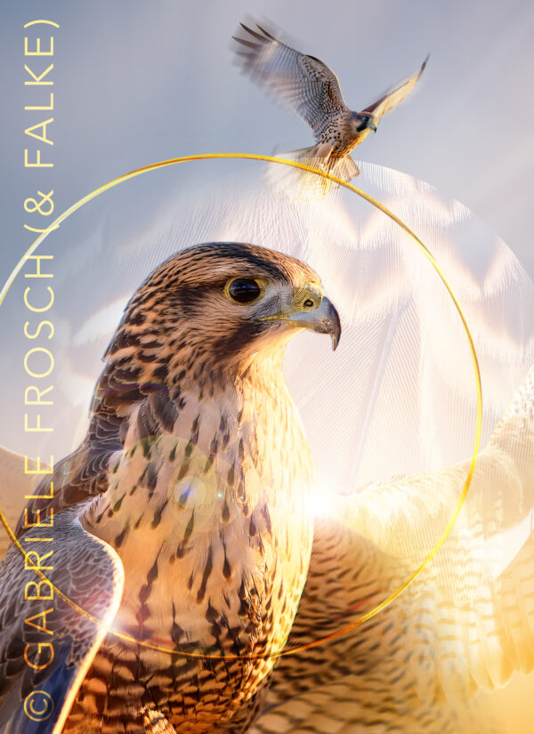 Falke_hoch_e_mW Schwingungsbild Falke