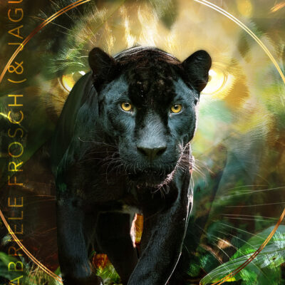 Schwingungsbild Jaguar